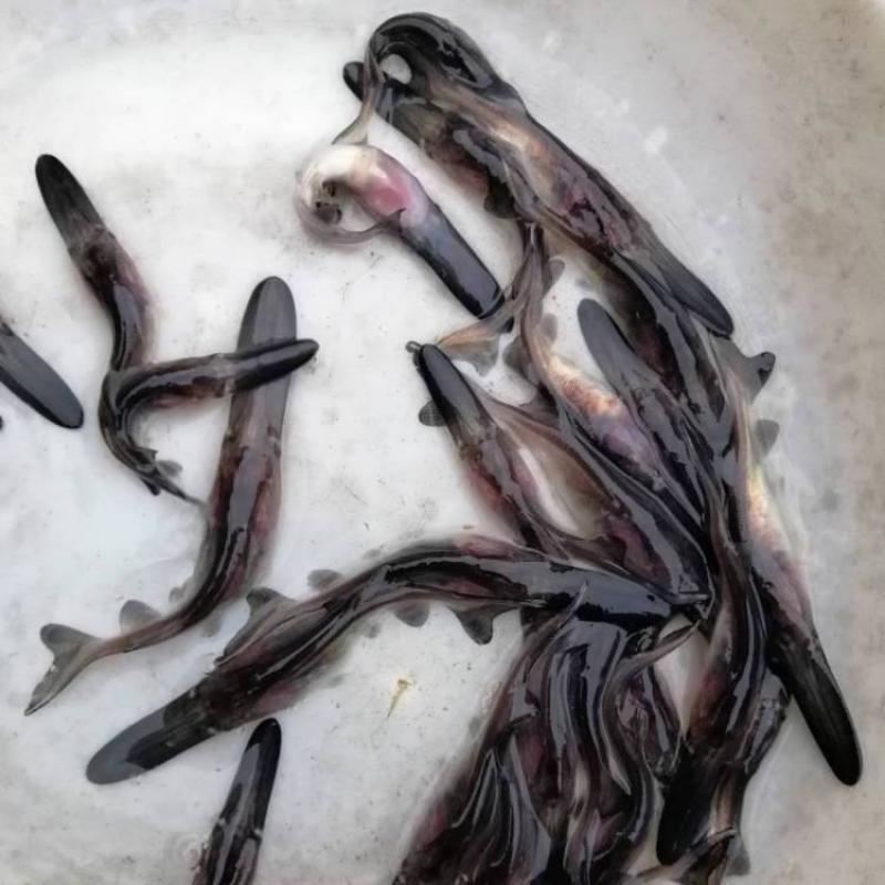 鸭嘴鱼苗，活体鱼苗品类齐全，养殖基地直发，提供技术支持