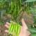 美人椒泡菜辣椒