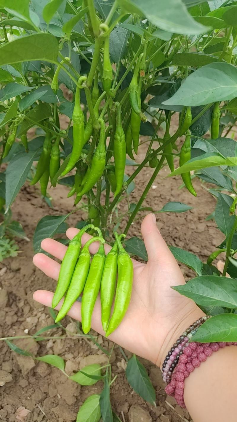 美人椒泡菜辣椒