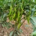 美人椒泡菜辣椒