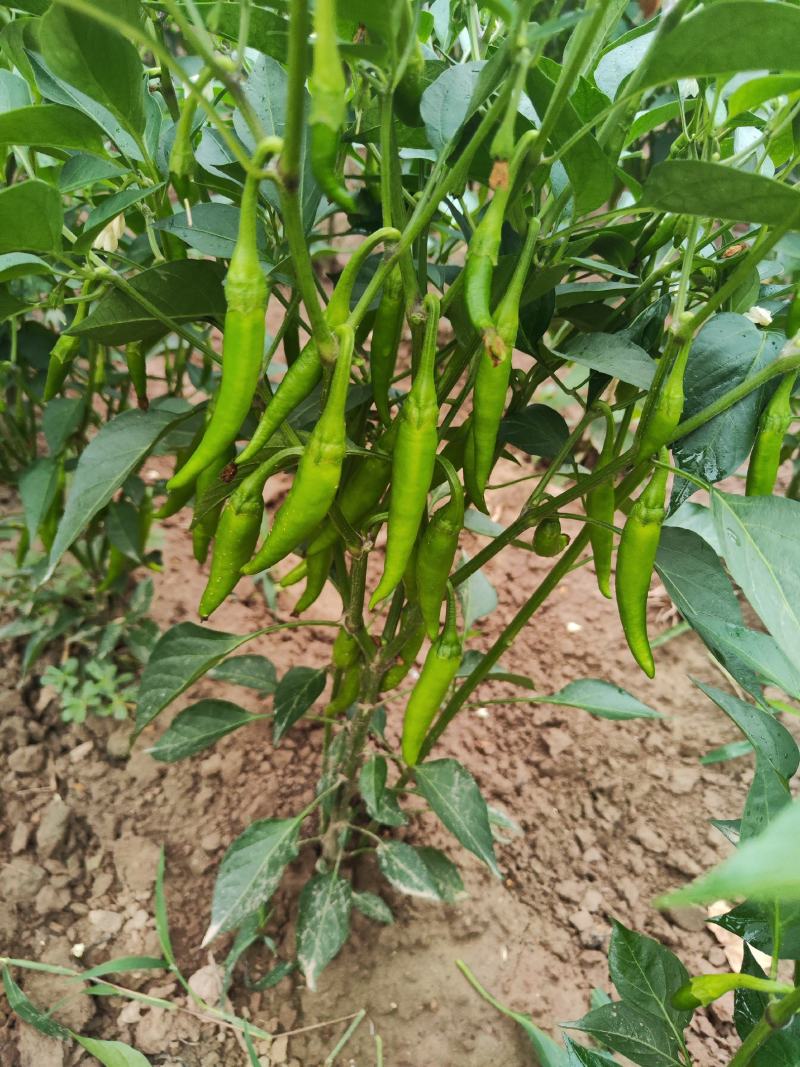 美人椒泡菜辣椒
