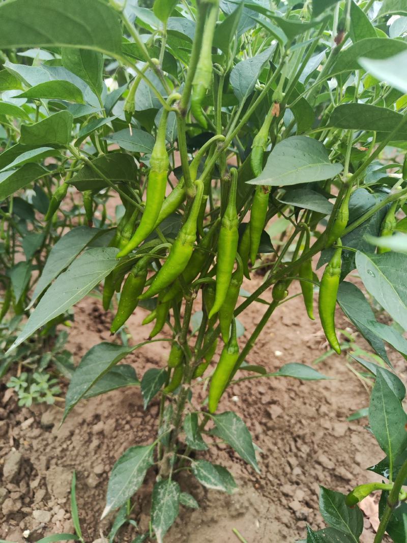 美人椒泡菜辣椒