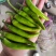 美人椒泡菜辣椒