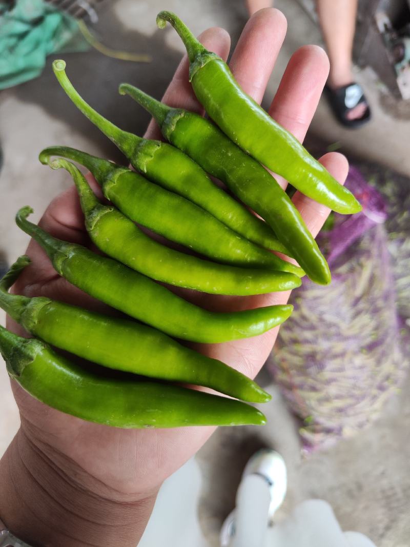 美人椒泡菜辣椒