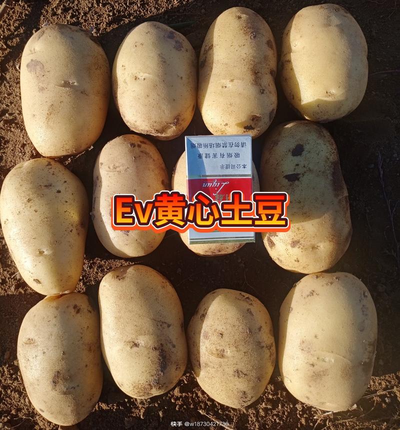 三优土豆（ev沃土5号v7荷兰十五西森6号实验1号）