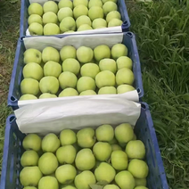 河北藤木苹果大量上市颜色鲜艳果面光滑肉质细腻