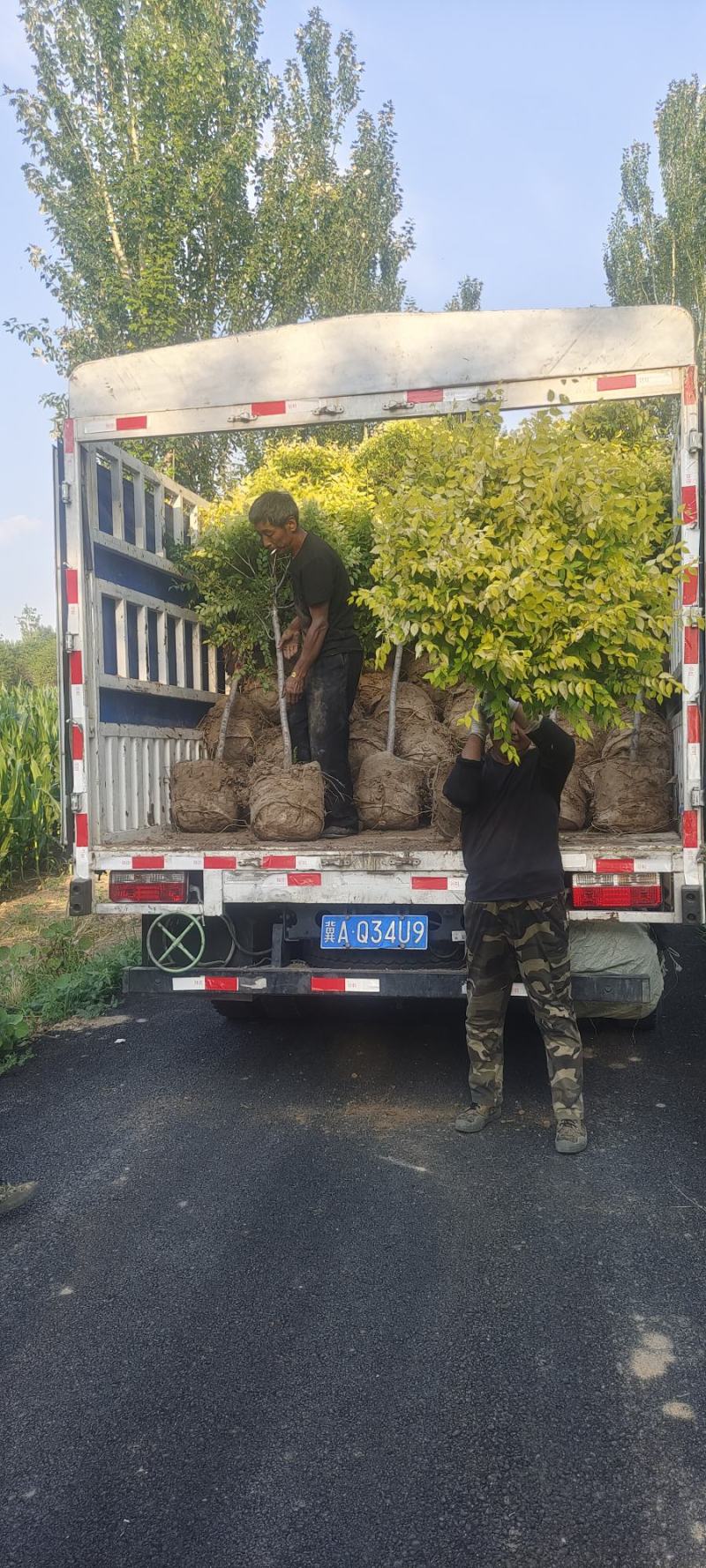 出售嫁接金叶榆球，1-2米杆，冠副大，基地直供，