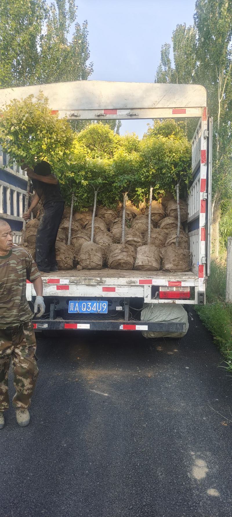 出售嫁接金叶榆球，1-2米杆，冠副大，基地直供，