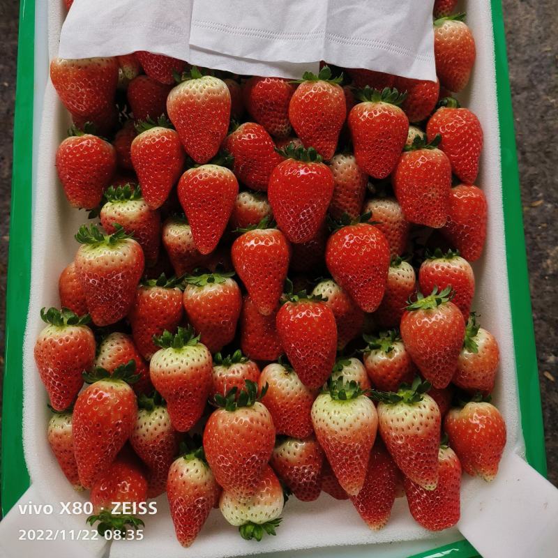 【产地直发】安徽阜阳新鲜奶油草莓当季现摘精选草莓全国批发