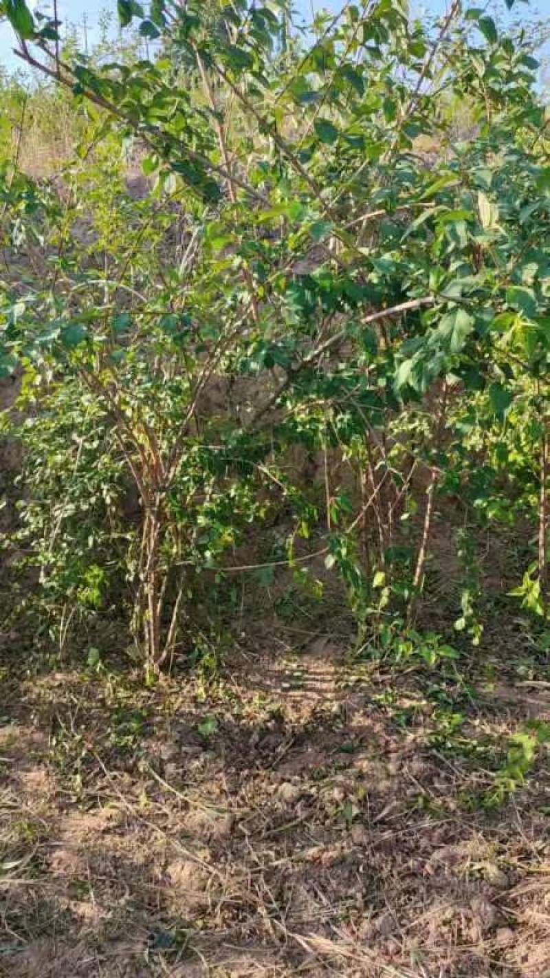 山西绛县优质药用连翘苗基地#高产连翘苗3号#产地直销