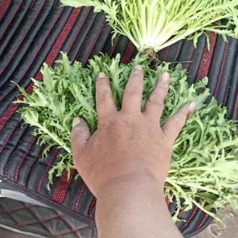 精品碎叶苦菊