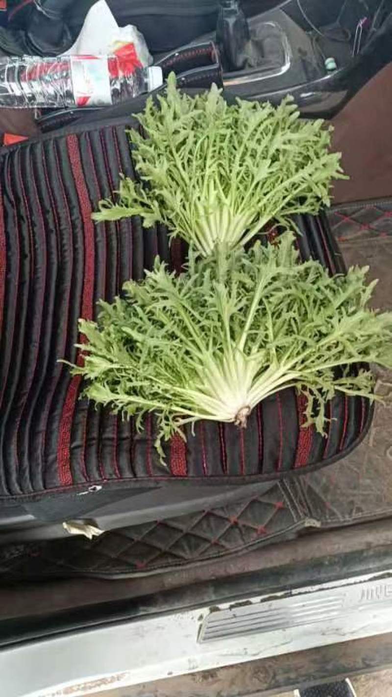 精品碎叶苦菊
