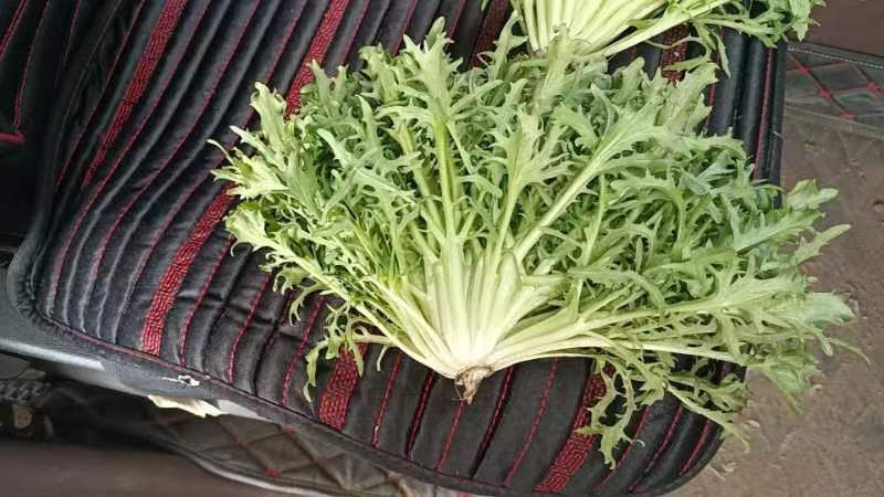 精品碎叶苦菊