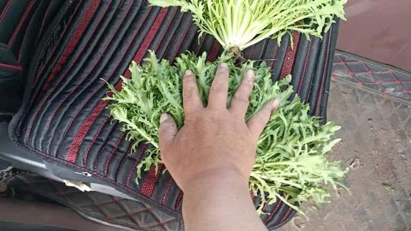 精品碎叶苦菊