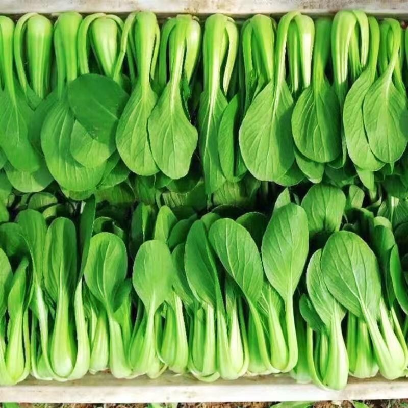 江苏南通上海青油菜，产地直供保质保量电商食品厂大型冷库一条龙