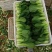 江苏南通上海青油菜，产地直供保质保量电商食品厂大型冷库一条龙