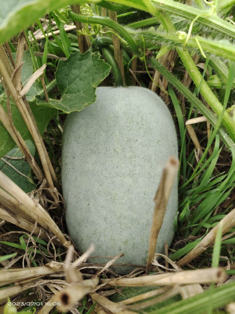 小白冬瓜，水果冬瓜，麦套水果冬瓜，品质保证
