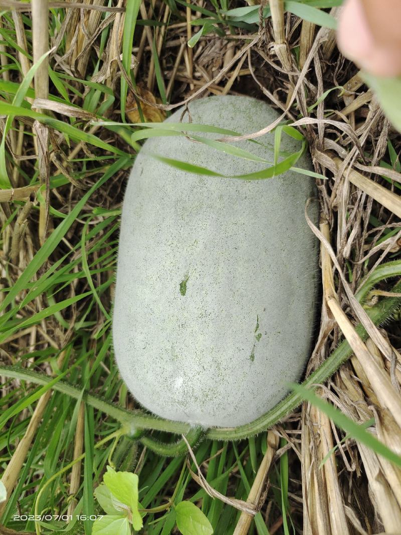 小白冬瓜，水果冬瓜，麦套水果冬瓜，品质保证