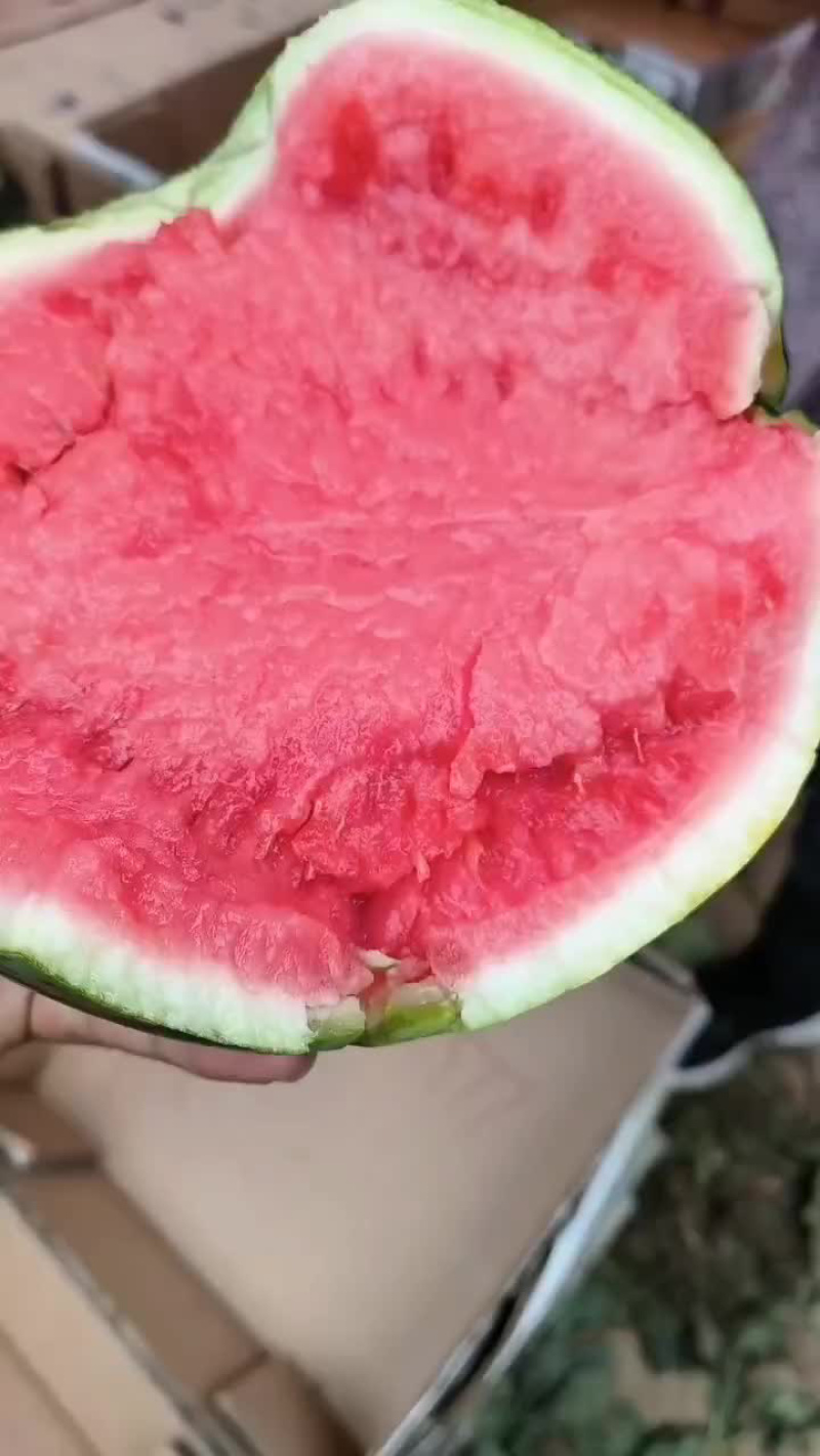 精品陕西美都西瓜原产地发货不甜不要钱欢迎致电