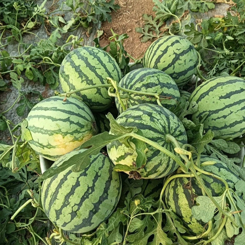 精品陕西美都西瓜原产地发货不甜不要钱欢迎致电