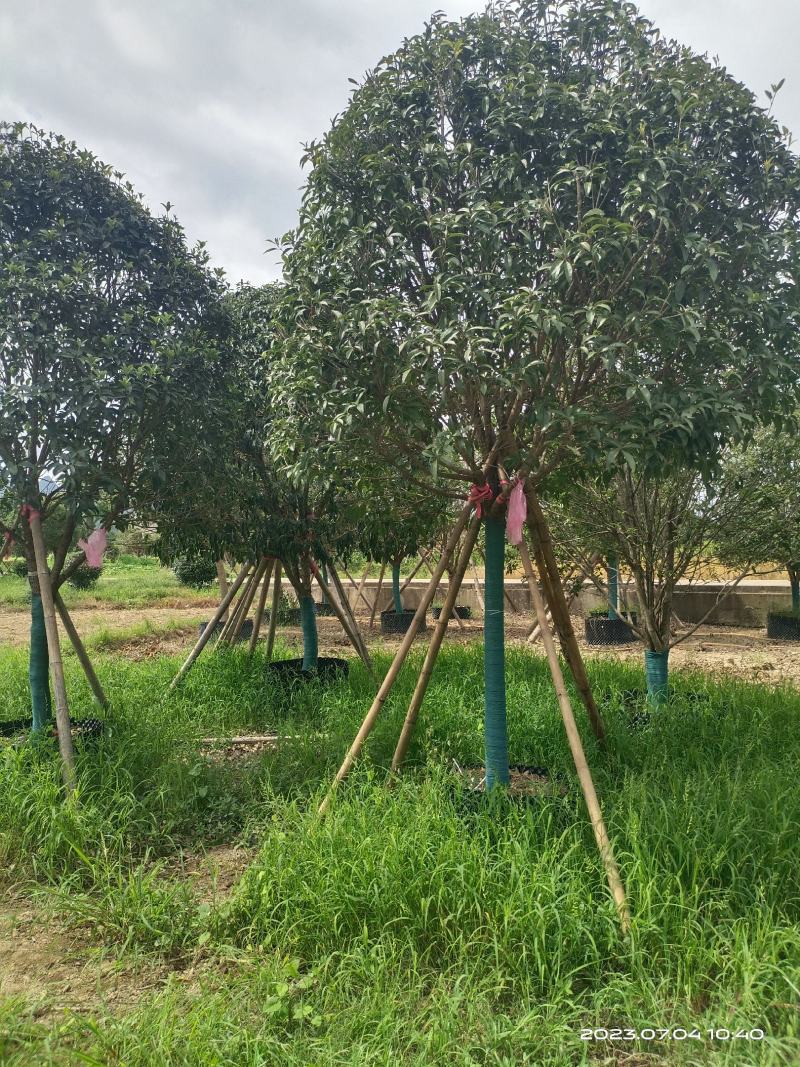 假植桂花树，移植苗8-20公分