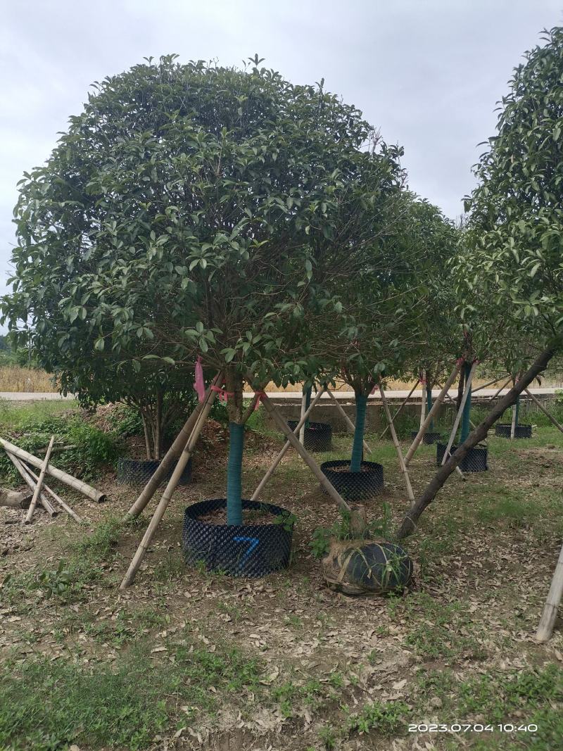 假植桂花树，移植苗8-20公分