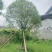 假植桂花树，移植苗8-20公分