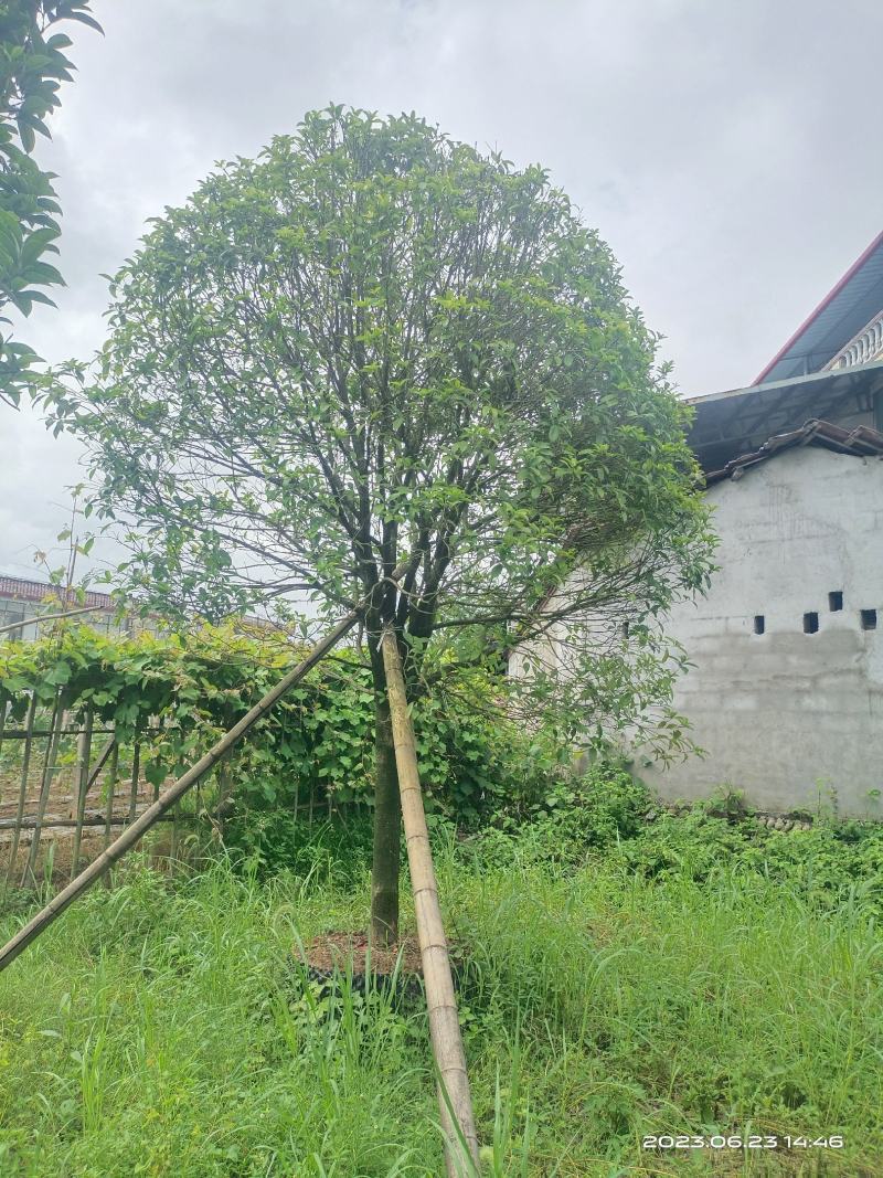 假植桂花树，移植苗8-20公分