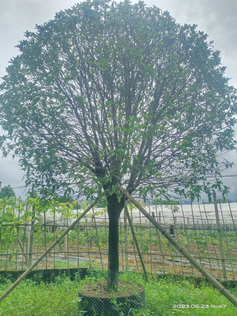 假植桂花树，移植苗8-20公分