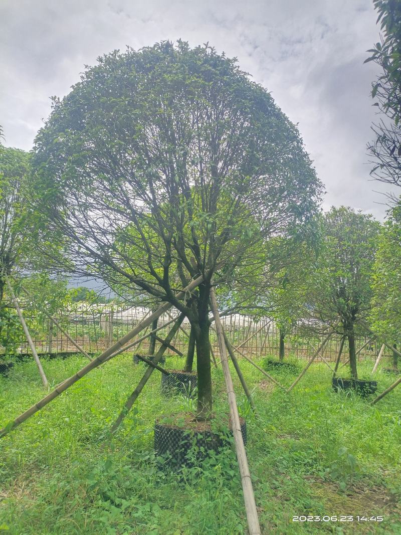 假植桂花树，移植苗8-20公分