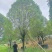 假植桂花树，移植苗8-20公分