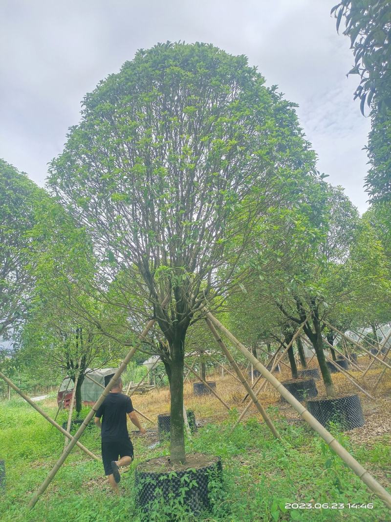 假植桂花树，移植苗8-20公分