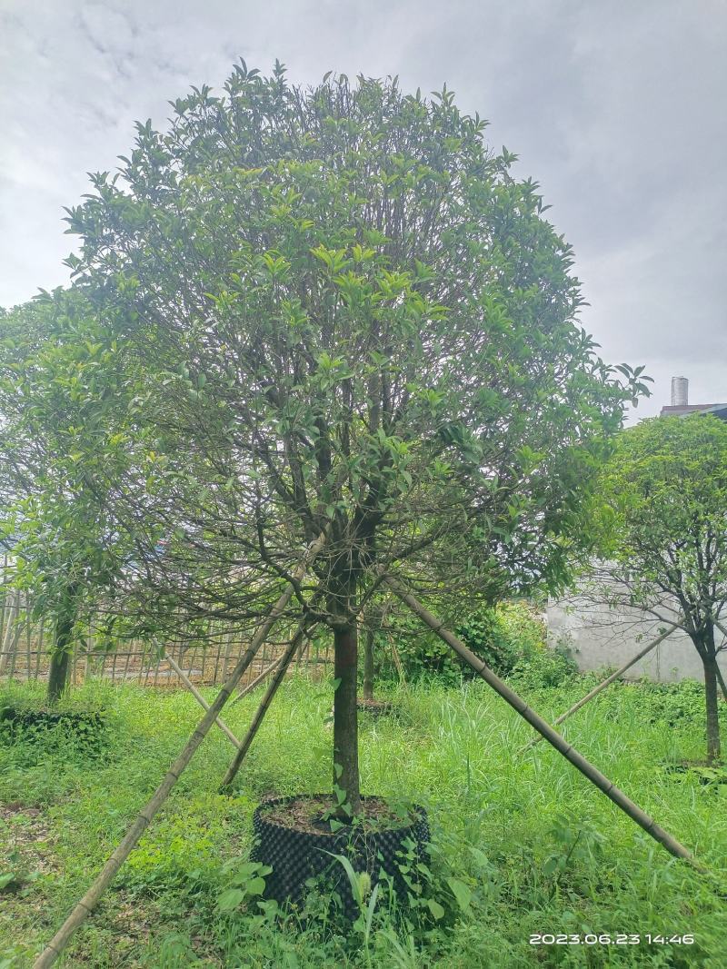 假植桂花树，移植苗8-20公分