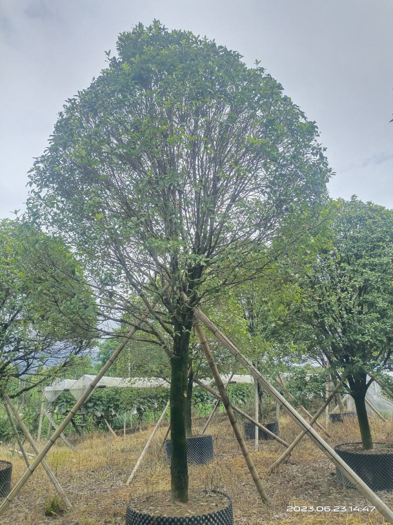 假植桂花树，移植苗8-20公分