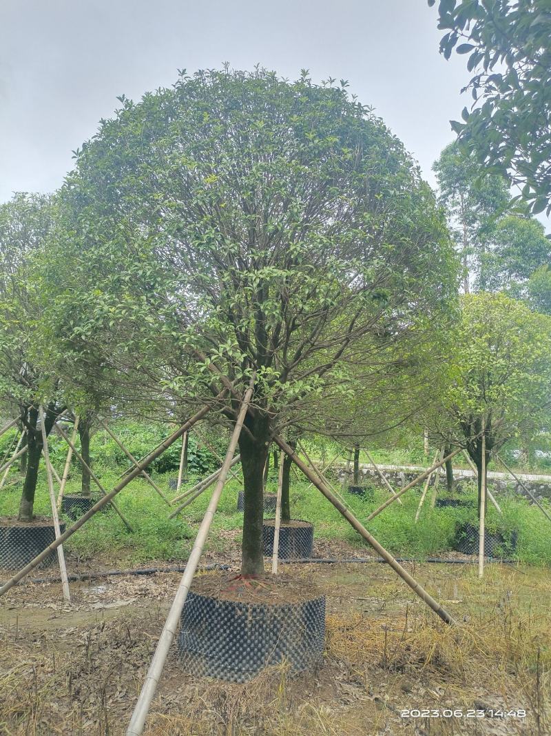 假植桂花树，移植苗8-20公分