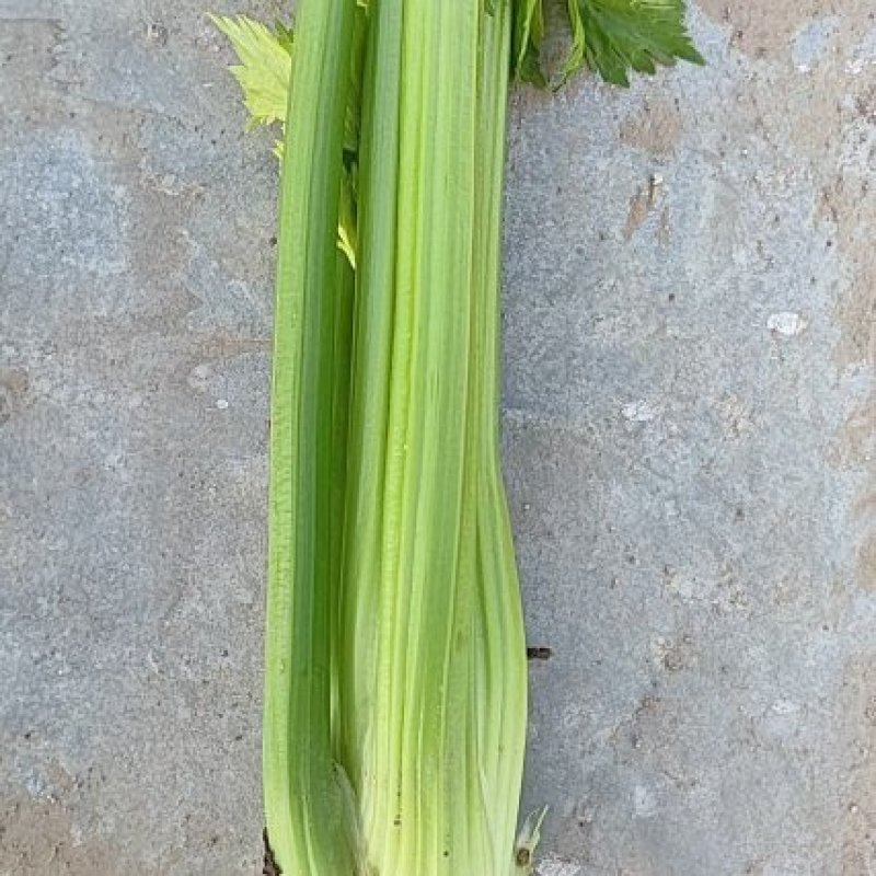 芹菜