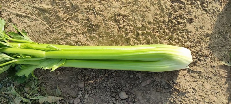 芹菜