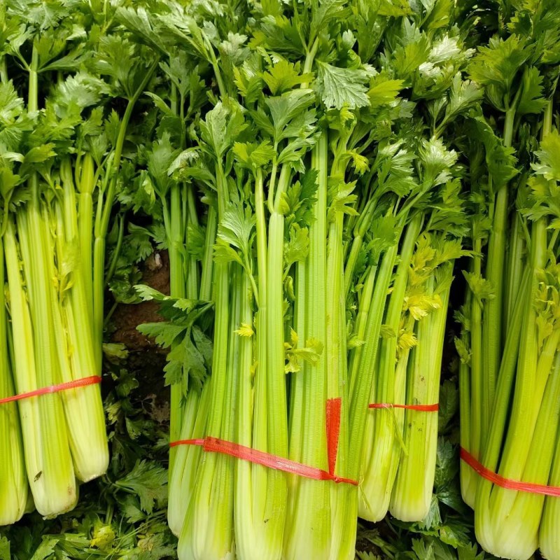 芹菜