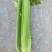 芹菜