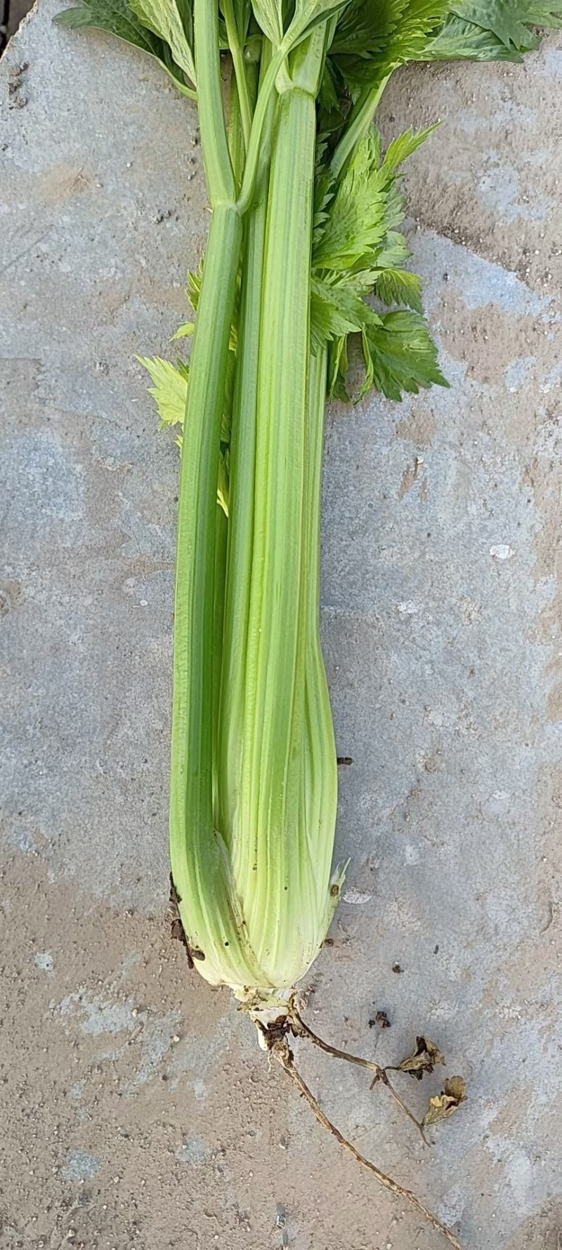 芹菜
