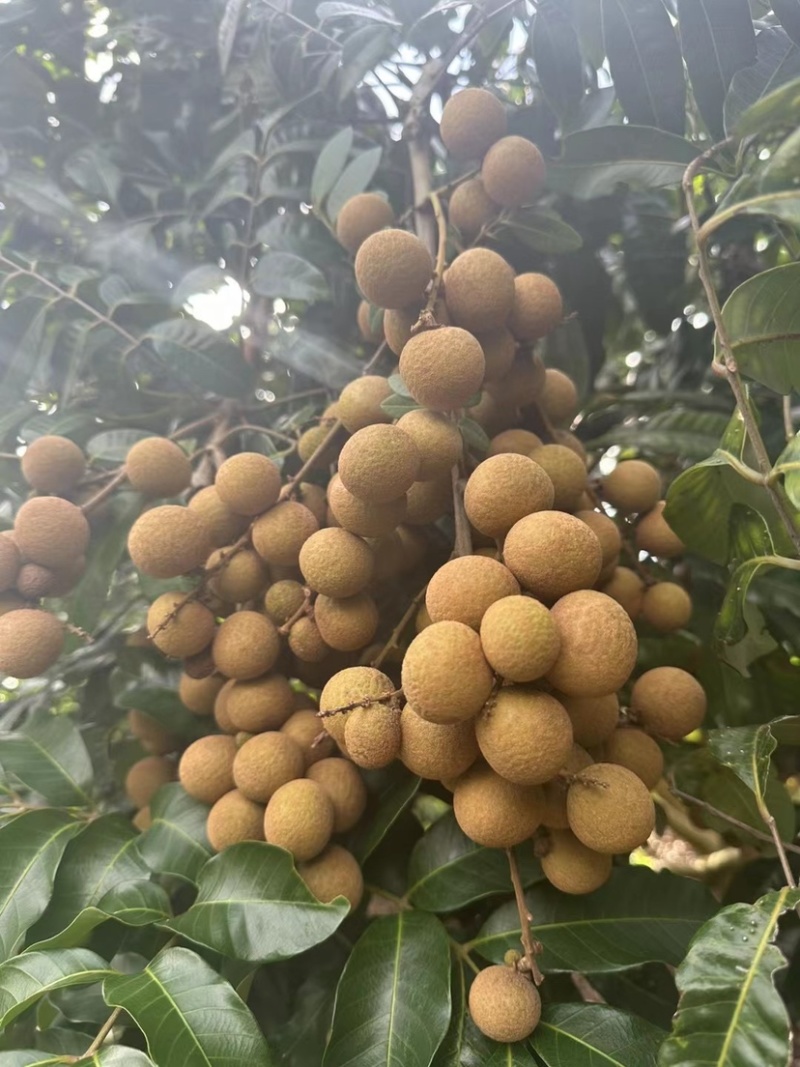 广东电白石硖储良龙眼精品大量上市