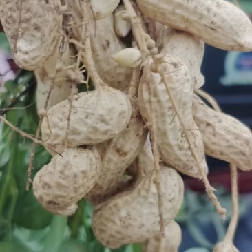 沙地的鲜花生，个大仔粒饱满，颜色纯白货源充足欢迎咨询