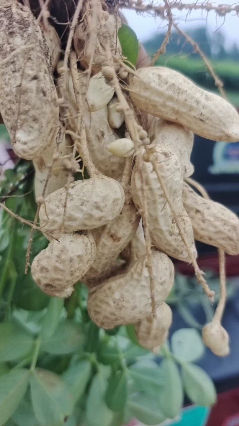 沙地的鲜花生，个大仔粒饱满，颜色纯白货源充足欢迎咨询