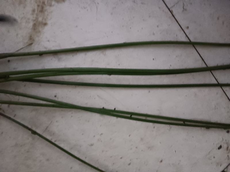 荸荠苗，荸荠苗，马蹄苗，江苏省扬州市马蹄