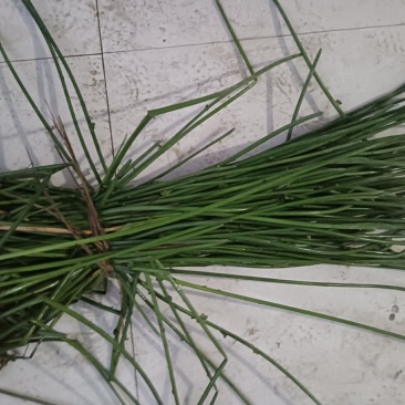 荸荠苗，荸荠苗，马蹄苗，江苏省扬州市马蹄