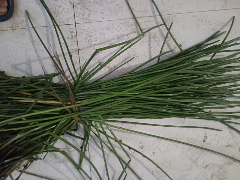 荸荠苗，荸荠苗，马蹄苗，江苏省扬州市马蹄