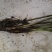 荸荠苗，荸荠苗，马蹄苗，江苏省扬州市马蹄