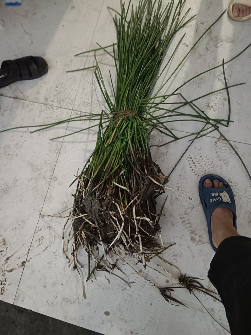 荸荠苗，荸荠苗，马蹄苗，江苏省扬州市马蹄