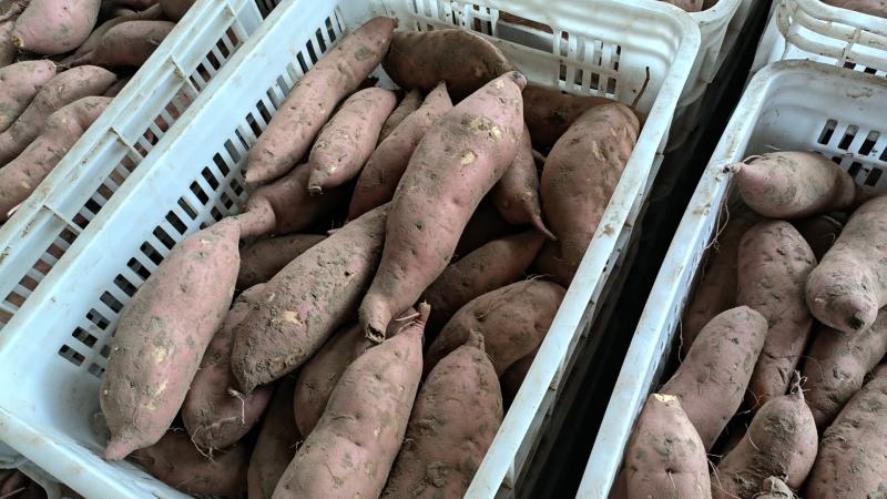 【量大优惠】开封龙九红薯品质保障对接全国批发电商商超
