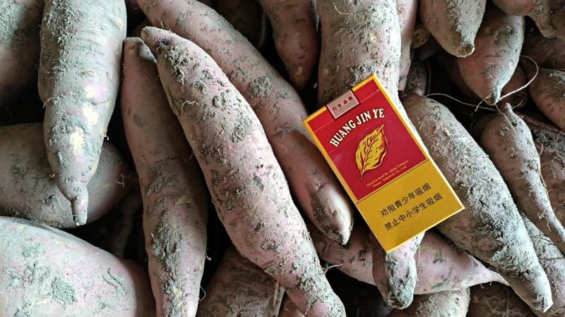 【量大优惠】开封龙九红薯品质保障对接全国批发电商商超